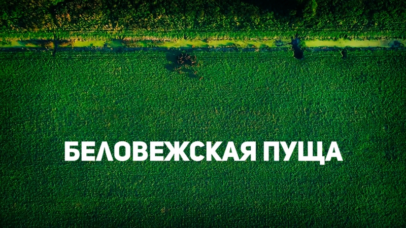 Vetliva национальный парк "беловежская пуща"