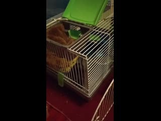 Чуча с жужой ходят друг к другу в гости