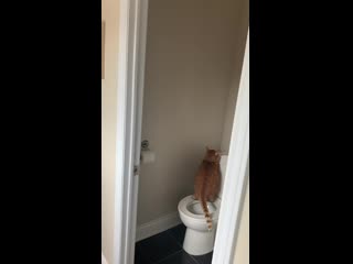 I finally caught my roommates cat using the toilet! i’ve been assuming my roommate was the one not flushing