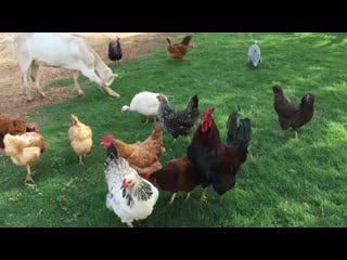 Pexels videos 3559 mp4