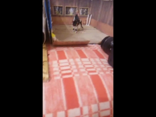 Live 🐴кск «роза ветров»🐴