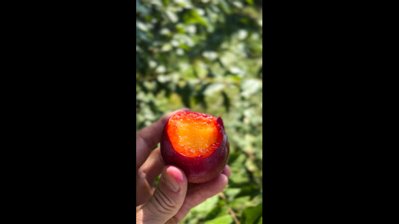 Армянская слива 😋