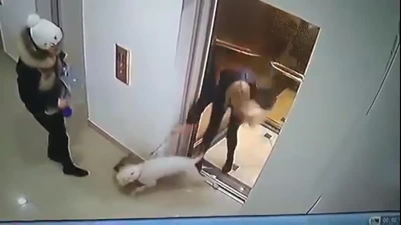 Жесткое видео из украины в одессе в лифте многоэтажки бойцовская молодые загрызла шпица