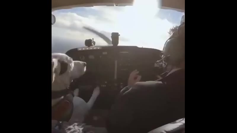 Лохматый штурман