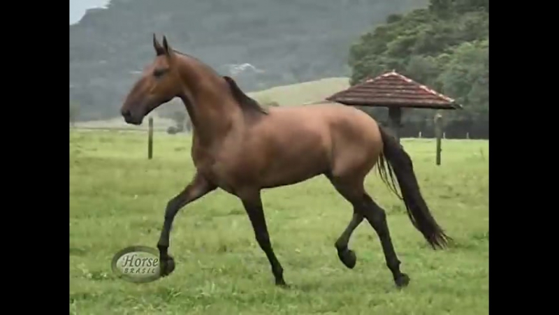 Momento campolina conheça os garanhões da fazenda oratório horse brasil