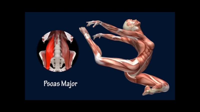 Sls how to stag leap dance muscle training program stag jump easyflexibility