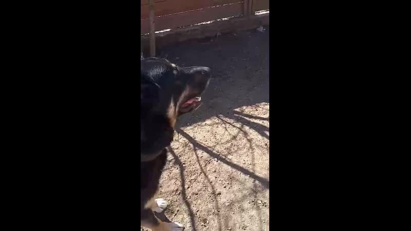 Гриша и мэтью игрульки 2 х друзей