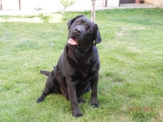 Лабрадор хочет жениться labrador wants to marry одесса