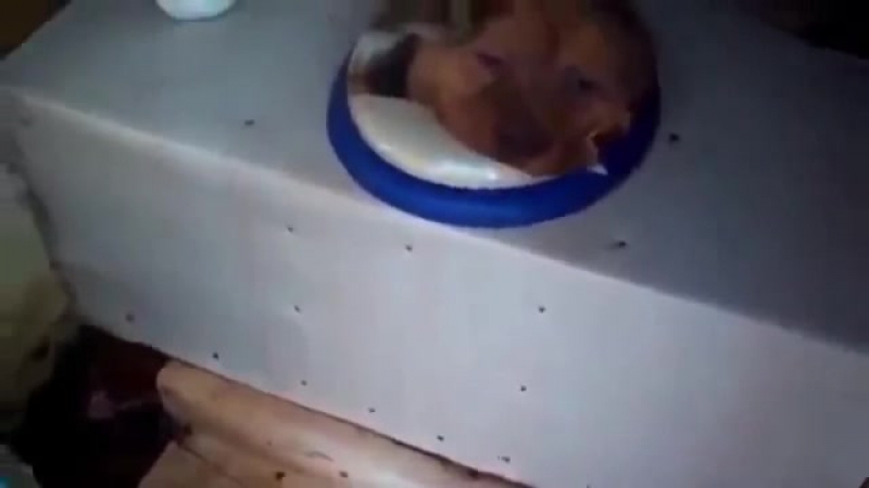 Батины труханы | ваномас найден