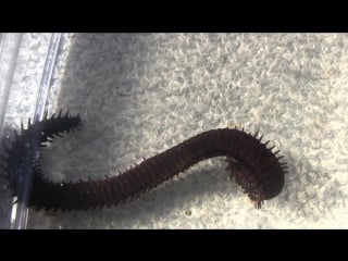 Aquarium monster bobbit worm (eunice aphroditois)