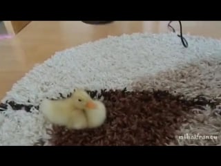 Домашний утёнок