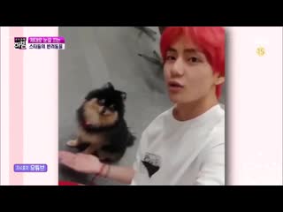 본격연예 한밤 스타들의 반려동물 방탄 뷔, 진 cut 방탄소년단 bts @bts twt