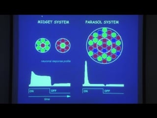 Sensory systems 2 basic layout of the visual system and the retina 720р