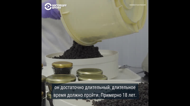 Как добывают черную икру в астраханской области