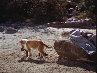 1946 храбрость лесси / courage of lassie