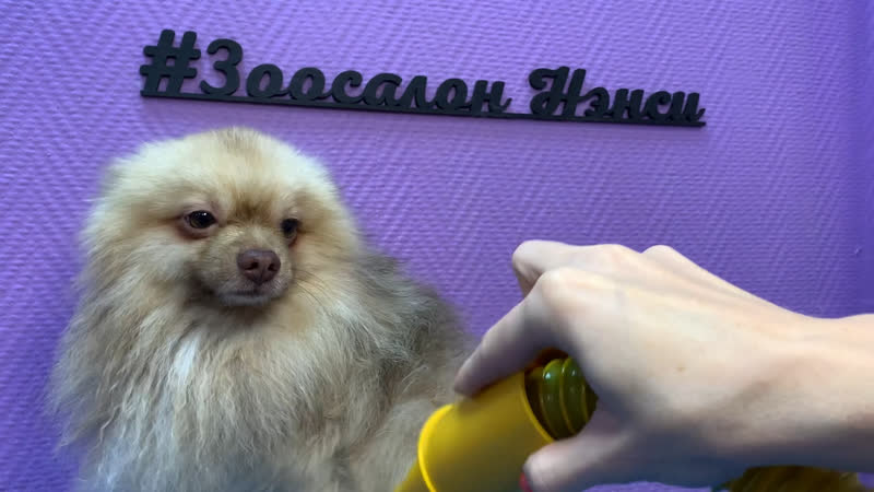 Груминг шпица)