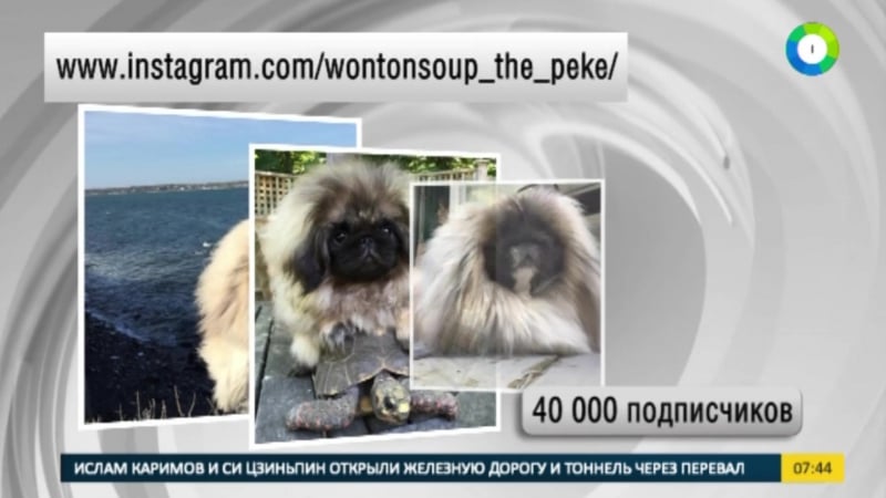 Новая звезда instagram зверски красивый пекинес из бостона