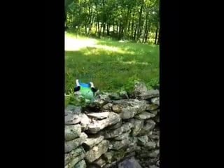 *repeating sound of human fart with a bit of reverb slapped on it*