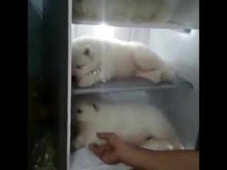 Самоеды отдыхают