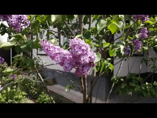 Sl mo vid 20190501 104226 mp4