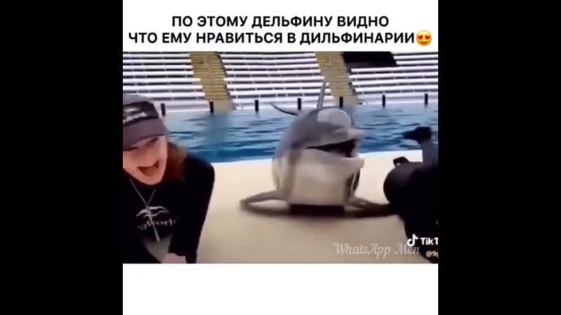 Любвеобильный дельфин 🐬