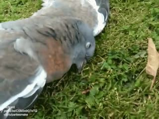 Pigeon drunk off fermented apples (just sleep it off, dude)