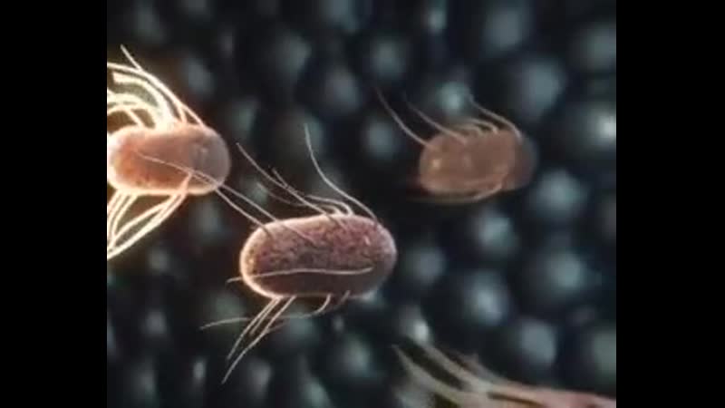 Кишечная палочка