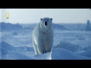 Пути эволюции медвежья эпопея (документальные фильмы national geographic)