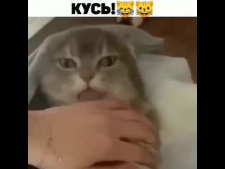 Hodor cat 20200526 141540 0 mp4