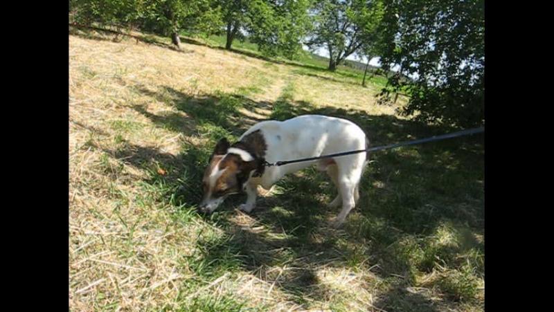 Щиплем трау, она усная и полезная)