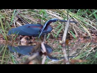 Agami heron, laguna del lagarto, costa rica