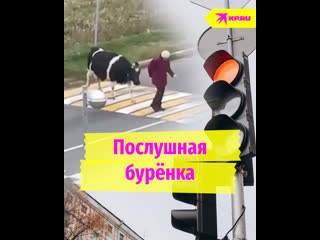 Послушная бурёнка