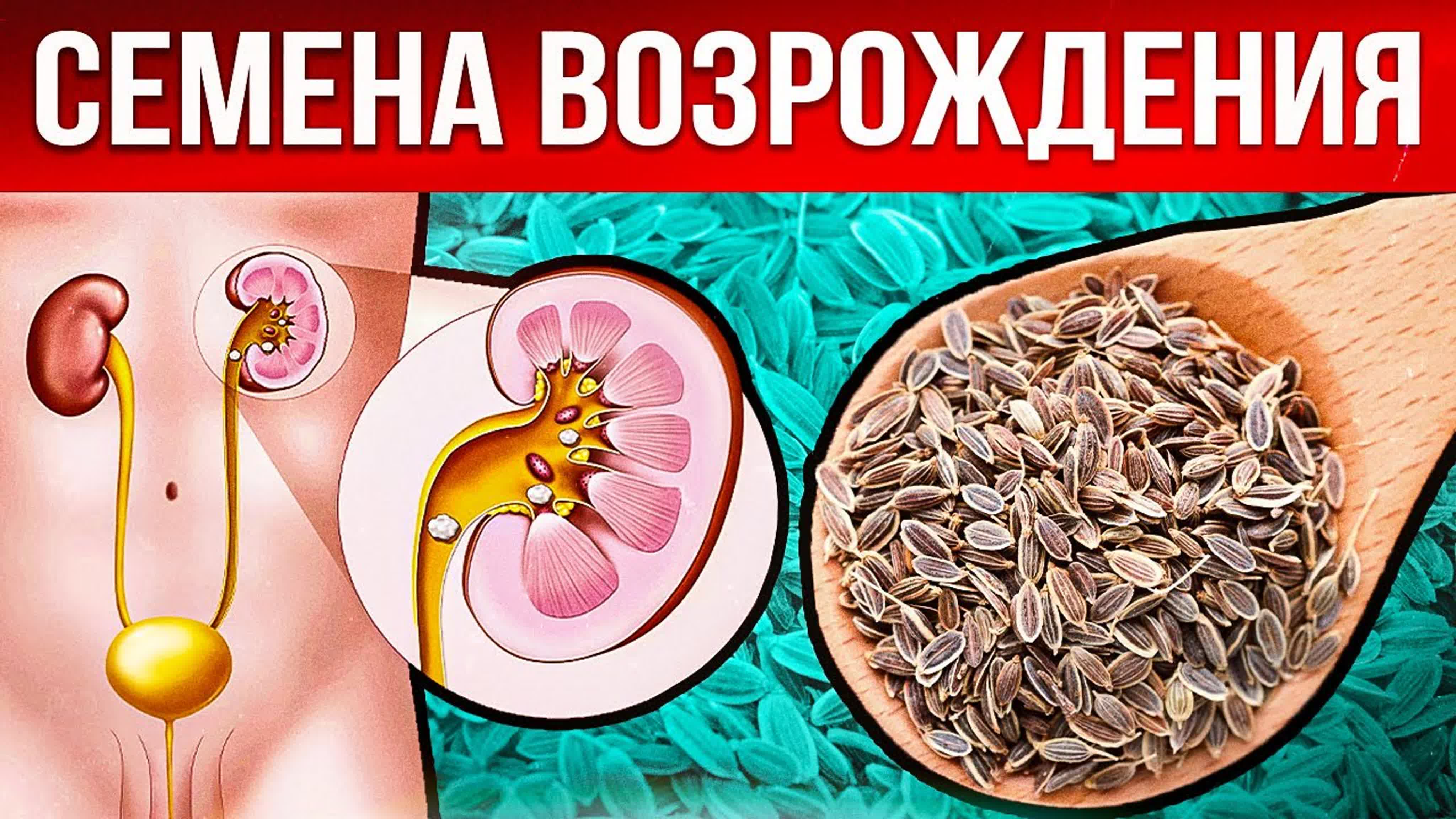 Вот зачем нужны семена укропа на самом деле! что творит укроп с организмом?