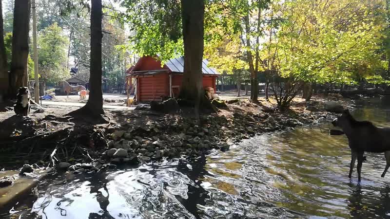 Лосенок мими радуется теплому солнышку