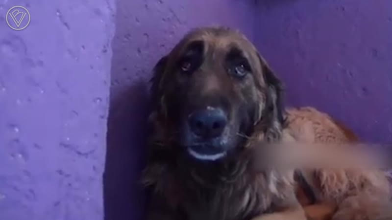 А вы правда не будете меня бить видео снято в испании в приюте для бездомных молодые, подвергшихся секс