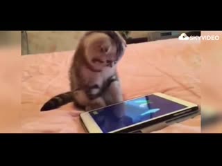 Рыбки и киски