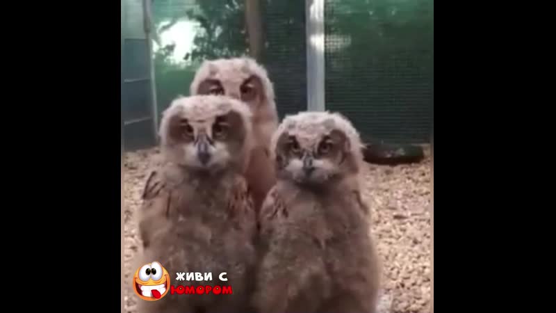 Beликoлeпнaя тpoицa
