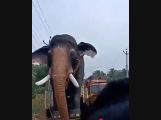 Перевозка слона (vhs video)