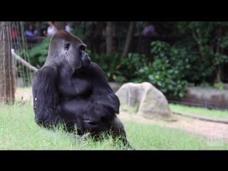 Gorilla cardiac ultrasound training at porn atlanta