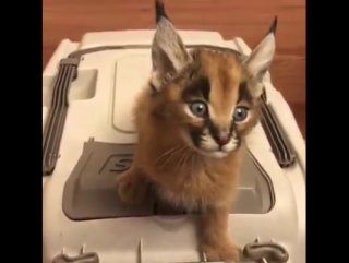 Wild caracal cat