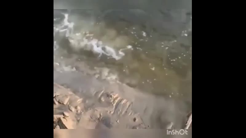 Это даже не щука мамка, а бабушка! крокодила поймали!