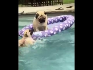 Мопсики плавают в бассейне