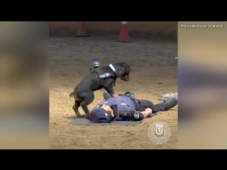 Police dog jumps up and down on agents chest in mock cpr demonstration