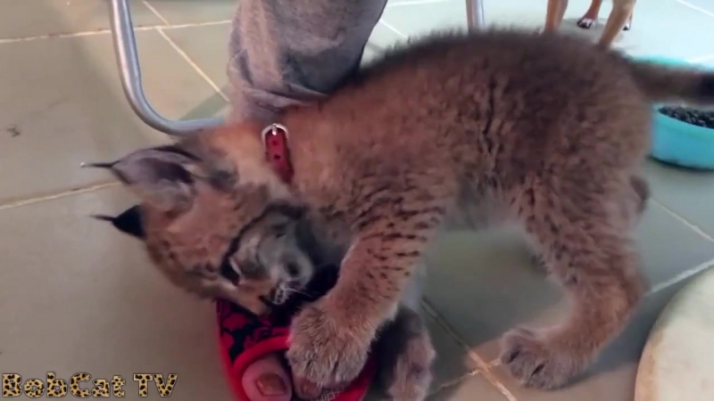 Рысь балдеет от запаха дезодоранта