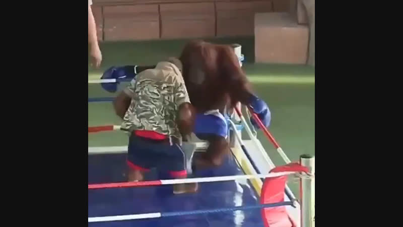 Бой за титул «чемпион вселенной»