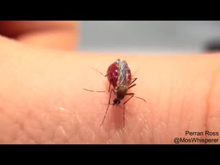 Mosquito sucking porn until it bursts