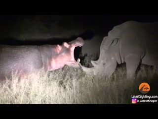 Hippo learns lesson from rhinos