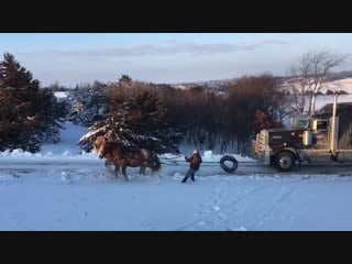 Team of horses pulling a semi truck and trailer horsepower! look at molly and prince go!