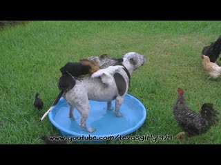 Pit bull sharky with 2 month old chicks in $ doggie pool