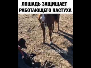 Лошадь защищает пастуха